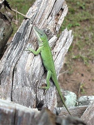 Carolina Anole, Anolis carolinensis