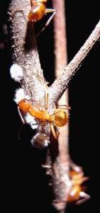 nature, woolly alder aphid, Prociphilus, tessellatus, ant