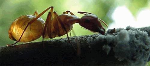 Ant Aphid