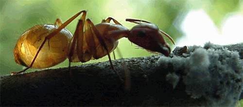 nature, woolly alder aphid, Prociphilus, tessellatus, ant