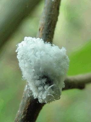 nature, woolly alder aphid, Prociphilus, tessellatus, ant