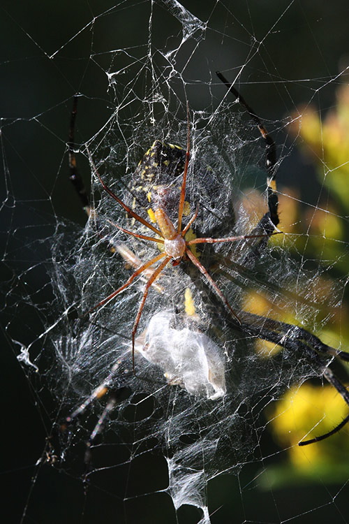 Black+shiny+spider