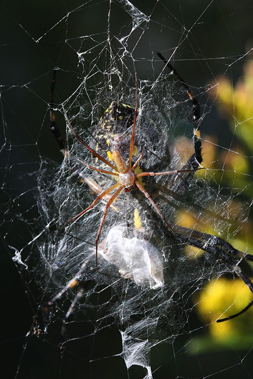 Big+black+shiny+spider