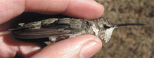 Black-chinned Hummingbird, Archilochus alexandri, second-year male