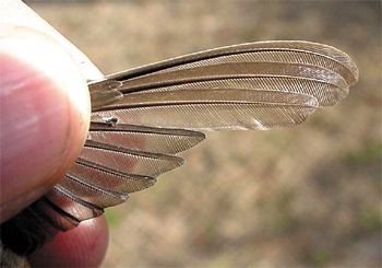 Black-chinned Hummingbird, Archilochus alexandri, second-year male, wing