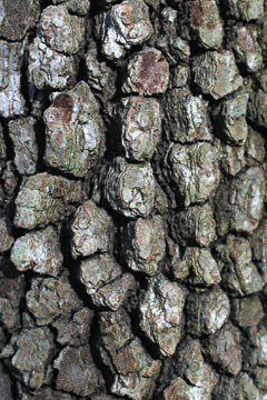 Dogwood+tree+bark
