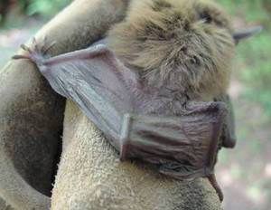 Big Brown Bat (Eptesicus fuscus)