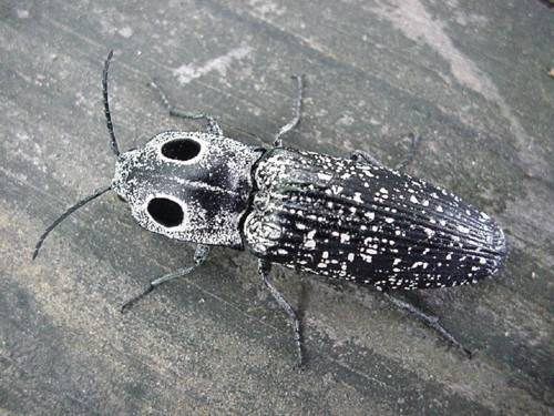 Eyed Click Beetle