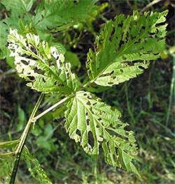 Blackberry (Rubus sp.) eaten by Japanese Beetle (Popillia japonica) adults