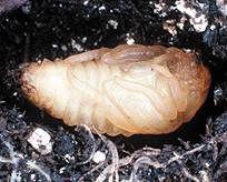 Japanese Beetle (Popillia japonica) pupa