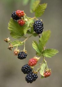 [تصویر:  Blackberry01Small.jpg]