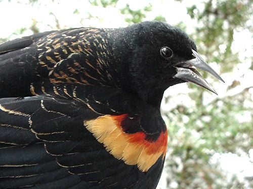 Red-winged Blackbird, Agelaius phoeniceus