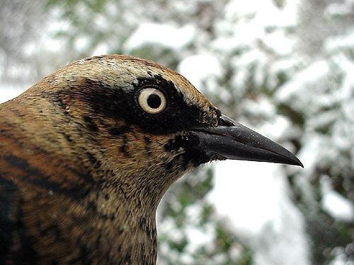 Rusty Blackbird, Euphagus carolinus