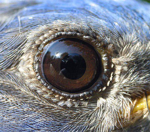 The "Eyes" Have It (Bird Eyes)