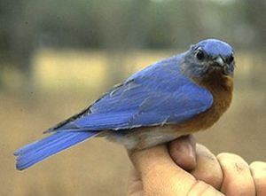 Eastern Bluebird, adult male