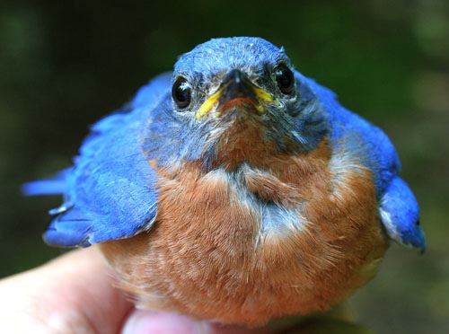 Pictures Of Bluebird - Free Bluebird pictures 