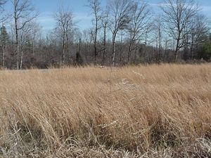 Broomsedge, Adropogon virginicus