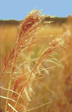 Broomsedge, Adropogon virginicus