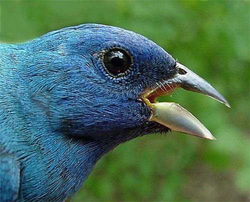 Indigo Bunting Bird