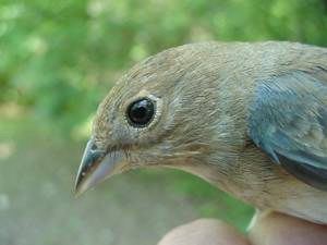 indigo bunting (female)