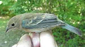 Indigo Bunting, female