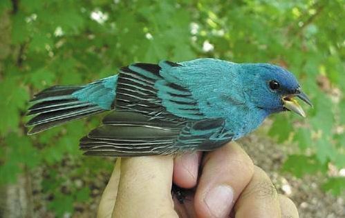 Indigo Bunting, male