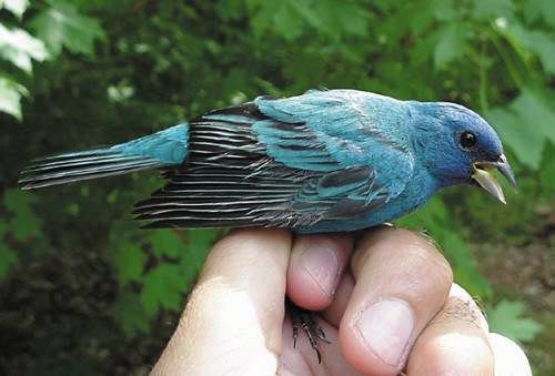 Indigo Bunting male