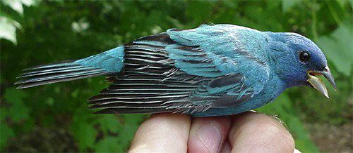 Indigo Bunting, adult male