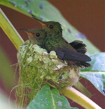 ruby throated hummingbird nest pictures: Look for nests, including