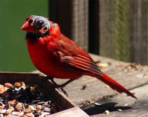 Pictures Of Cardinal - Free Cardinal pictures 