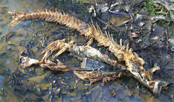 Grass Carp, skeleton