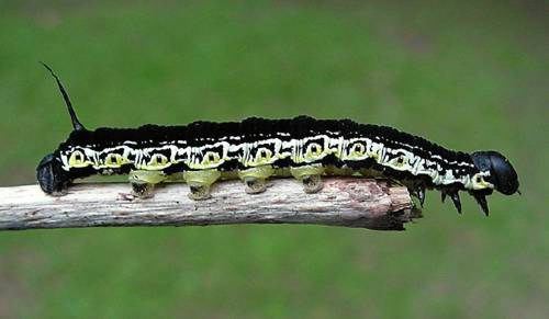 Caterpillar of Catalpa Sphinx Moth, Ceratomia catalpae