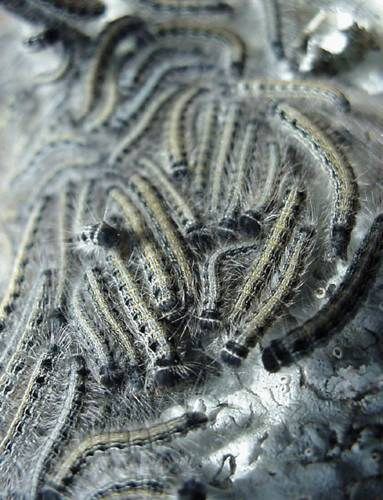 Tent Caterpillar, Malacasoma americana