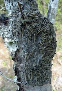 Tent Caterpillar, Malacasoma americana