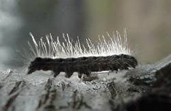 Tent Caterpillar, Malacasoma americana