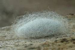 Tent Caterpillar, Malacasoma americana, cocoon