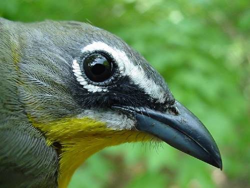 Yellow-breasted Chat male