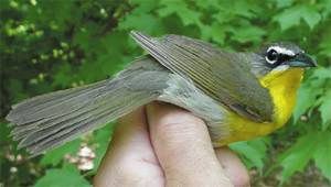 Yellow-breasted Chat male