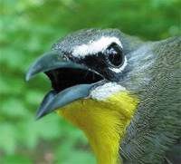 Yellow-breasted Chat male