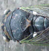 Dog-day Cicada tymbals
