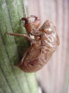 Cicada nymph exoskeleton