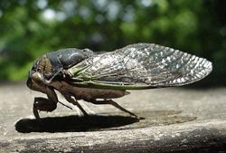 Dog-day Cicada