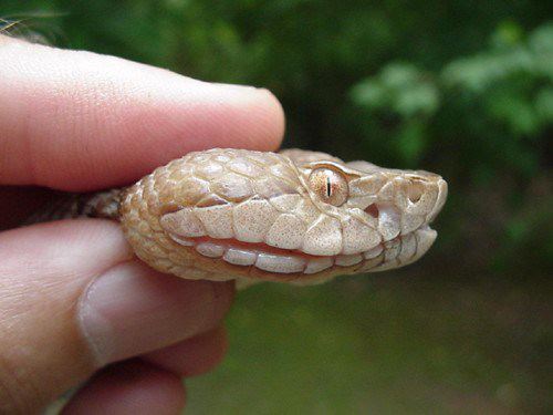 What Does A Copper Head Snake What Does A Copper Head Snake