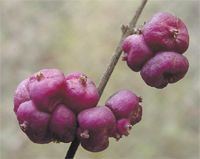 Coral-Berry, Symphoricarpos orbiculatus, fruit