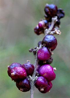 coralberry shrub