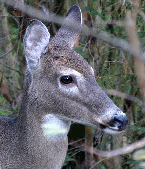 the White-tailed Deer. 2011