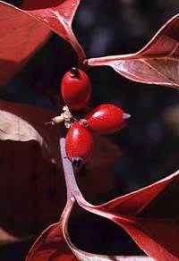 Berries of Flowering Dogwood, Cornus florida