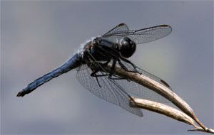 Dragonflies+mating+season