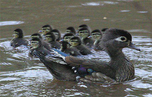 wood duck nest. the female leaves the nest