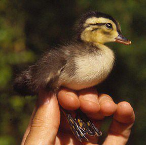 Baby Wood Ducks